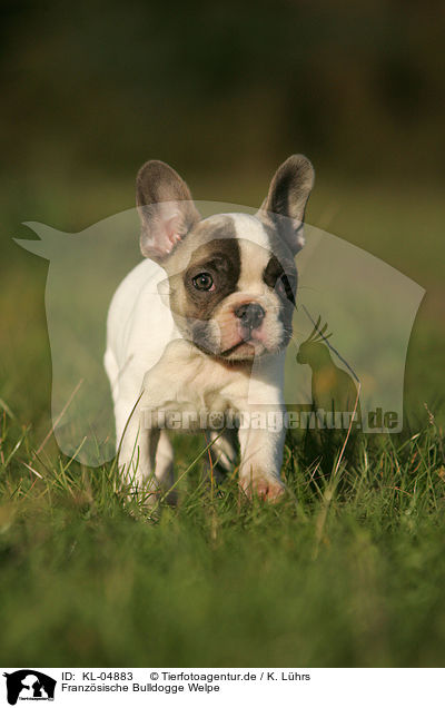 Franzsische Bulldogge Welpe / French Bulldog Puppy / KL-04883