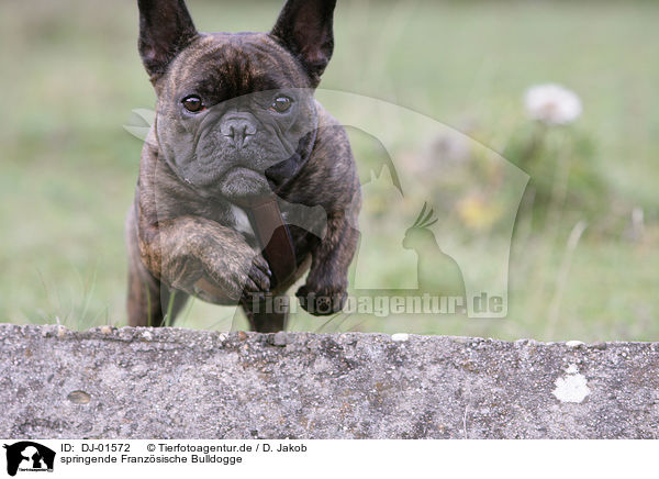 springende Franzsische Bulldogge / jumping French Bulldog / DJ-01572