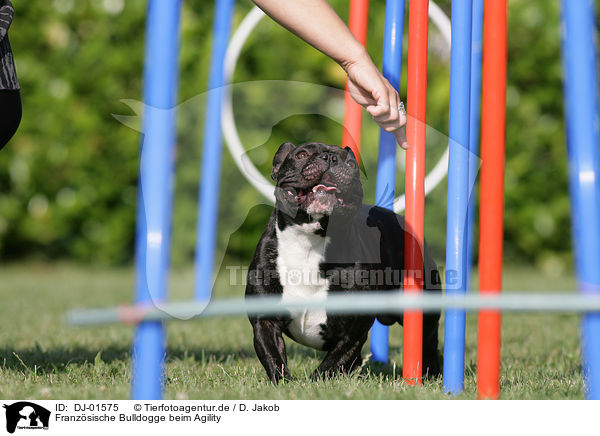 Franzsische Bulldogge beim Agility / French Bulldog at agility / DJ-01575