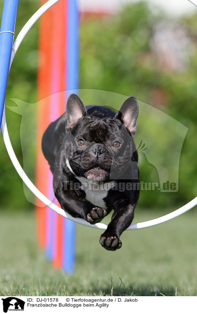 Franzsische Bulldogge beim Agility / French Bulldog at agility / DJ-01578