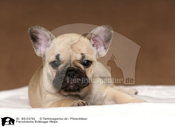 Franzsische Bulldogge Welpe / French Bulldog Puppy / BS-03792