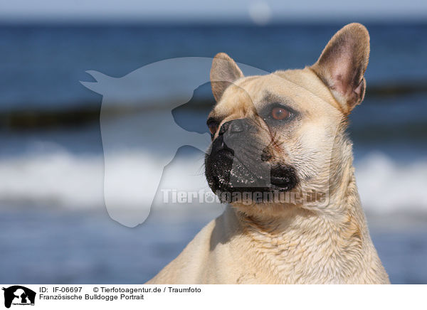 Franzsische Bulldogge Portrait / French Bulldog Portrait / IF-06697