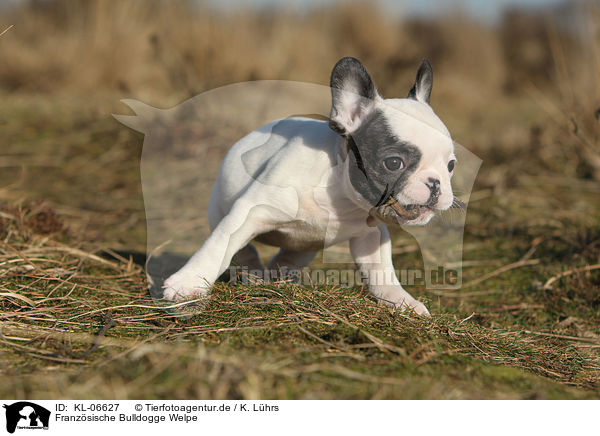 Franzsische Bulldogge Welpe / French Bulldog Puppy / KL-06627