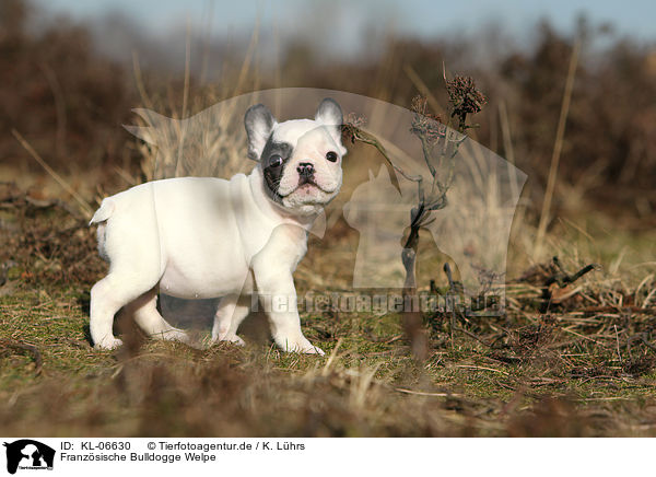 Franzsische Bulldogge Welpe / French Bulldog Puppy / KL-06630
