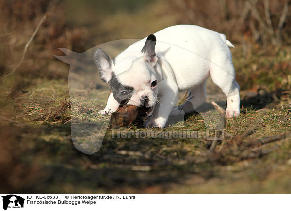 Franzsische Bulldogge Welpe / French Bulldog Puppy / KL-06633