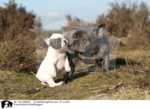 Franzsische Bulldoggen / French Bulldogs / KL-06638