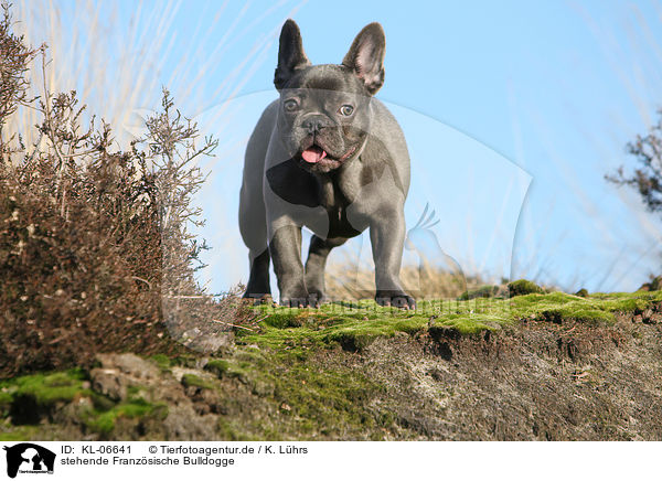 stehende Franzsische Bulldogge / standing French Bulldog / KL-06641