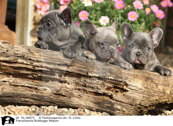 Franzsische Bulldogge Welpen / French Bulldog Puppies / KL-06673