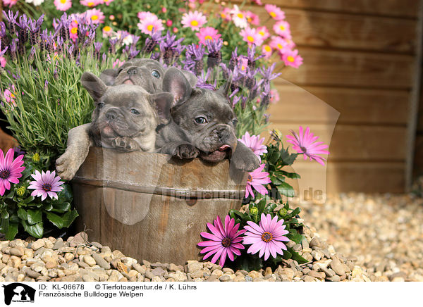 Franzsische Bulldogge Welpen / French Bulldog Puppies / KL-06678