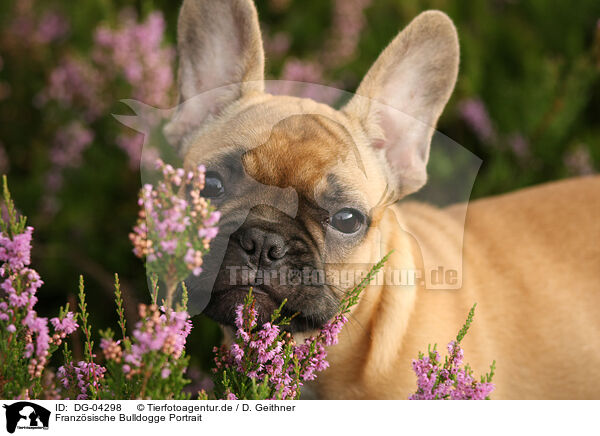 Franzsische Bulldogge Portrait / French Bulldog Portrait / DG-04298
