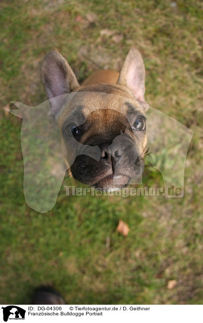 Franzsische Bulldogge Portrait / French Bulldog Portrait / DG-04306