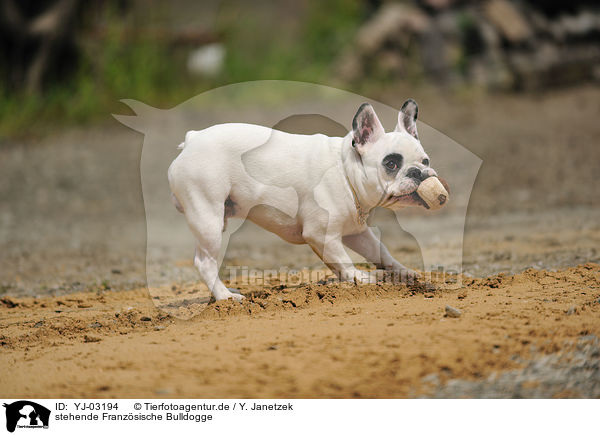 stehende Franzsische Bulldogge / standing French Bulldog / YJ-03194