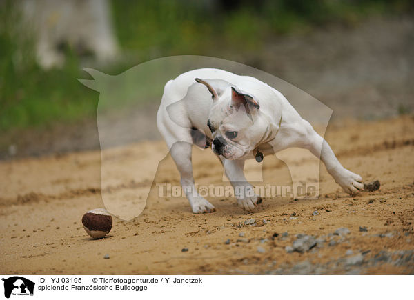 spielende Franzsische Bulldogge / playing French Bulldog / YJ-03195