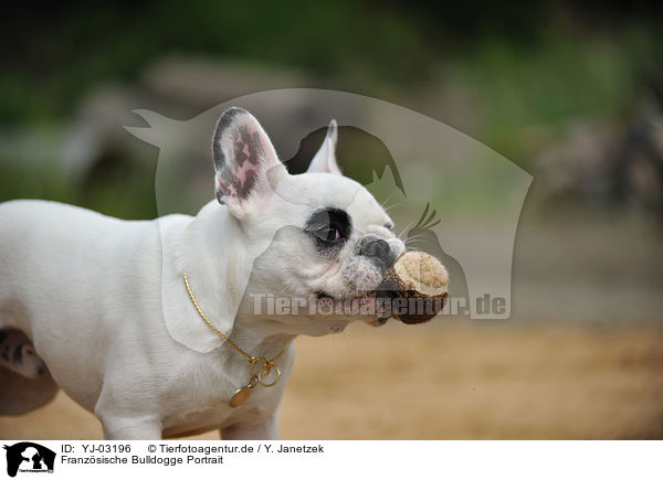 Franzsische Bulldogge Portrait / French Bulldog Portrait / YJ-03196