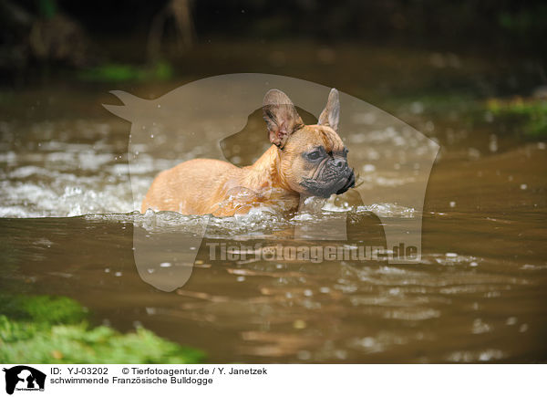 schwimmende Franzsische Bulldogge / swimming French Bulldog / YJ-03202