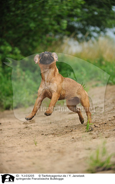springende Franzsische Bulldogge / jumping French Bulldog / YJ-03205