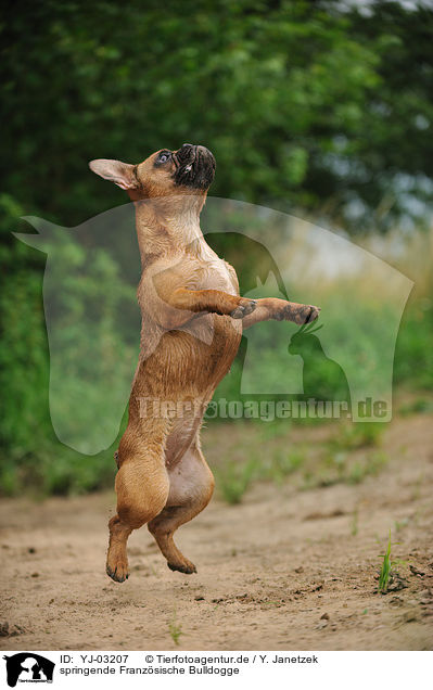 springende Franzsische Bulldogge / jumping French Bulldog / YJ-03207