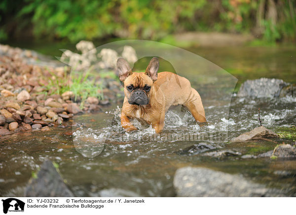 badende Franzsische Bulldogge / bathing French Bulldog / YJ-03232