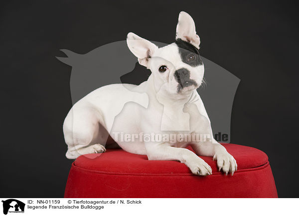 liegende Franzsische Bulldogge / lying French Bulldog / NN-01159