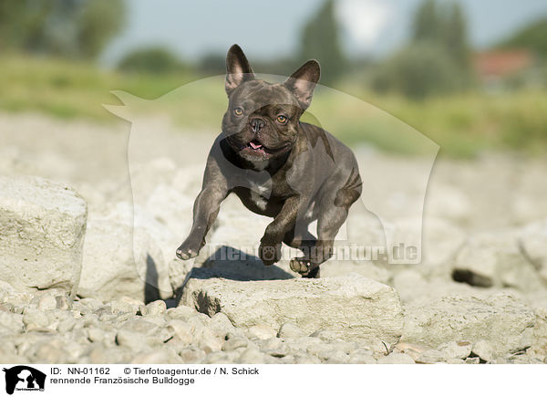 rennende Franzsische Bulldogge / running French Bulldog / NN-01162