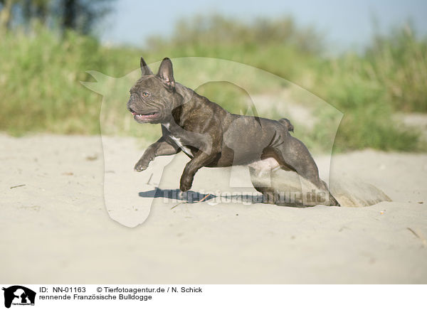 rennende Franzsische Bulldogge / running French Bulldog / NN-01163