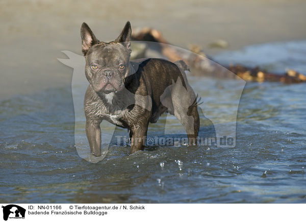 badende Franzsische Bulldogge / bathing French Bulldog / NN-01166