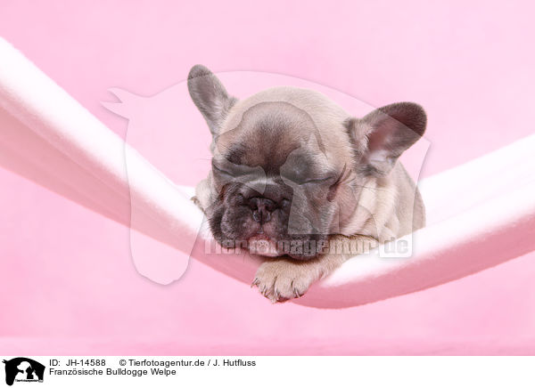 Franzsische Bulldogge Welpe / French Bulldog Puppy / JH-14588