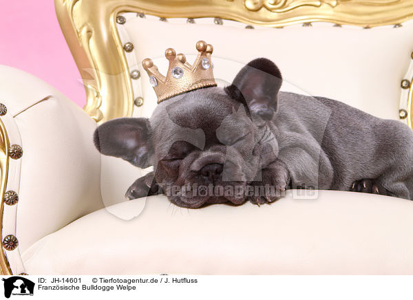 Franzsische Bulldogge Welpe / French Bulldog Puppy / JH-14601
