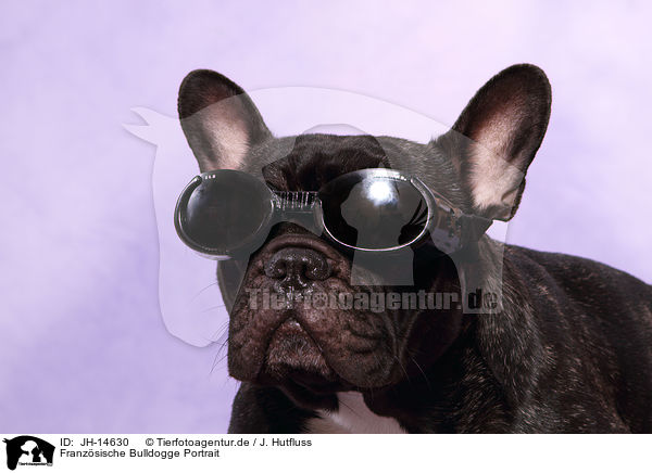 Franzsische Bulldogge Portrait / French Bulldog Portrait / JH-14630