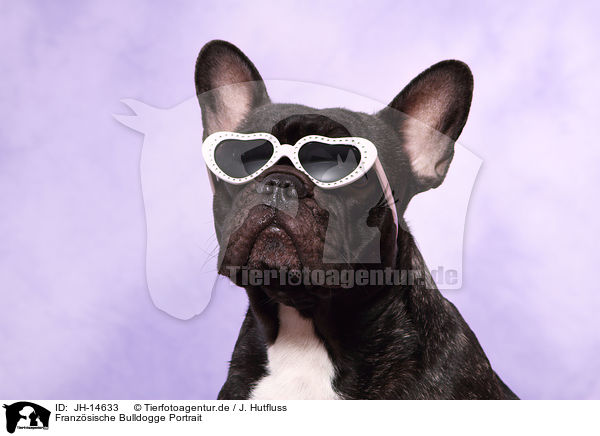 Franzsische Bulldogge Portrait / French Bulldog Portrait / JH-14633