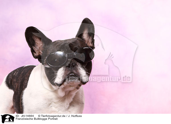 Franzsische Bulldogge Portrait / French Bulldog Portrait / JH-14664