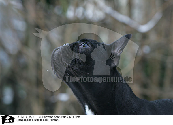 Franzsische Bulldogge Portrait / French Bulldog Portrait / KL-08671