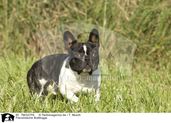 Franzsische Bulldogge / French Bulldog / TM-02755