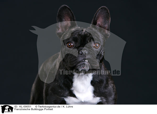 Franzsische Bulldogge Portrait / French Bulldog Portrait / KL-09051