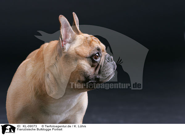 Franzsische Bulldogge Portrait / French Bulldog Portrait / KL-09073