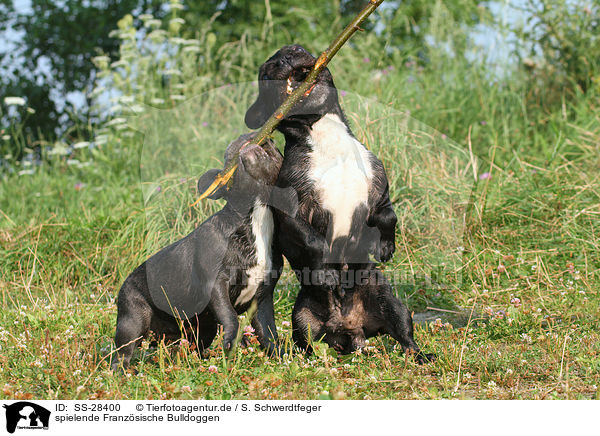 spielende Franzsische Bulldoggen / playing French Bulldogs / SS-28400