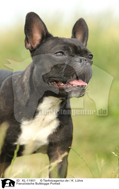 Franzsische Bulldogge Portrait / French Bulldog Portrait / KL-11901