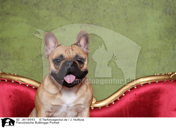 Franzsische Bulldogge Portrait / French Bulldog Portrait / JH-19543