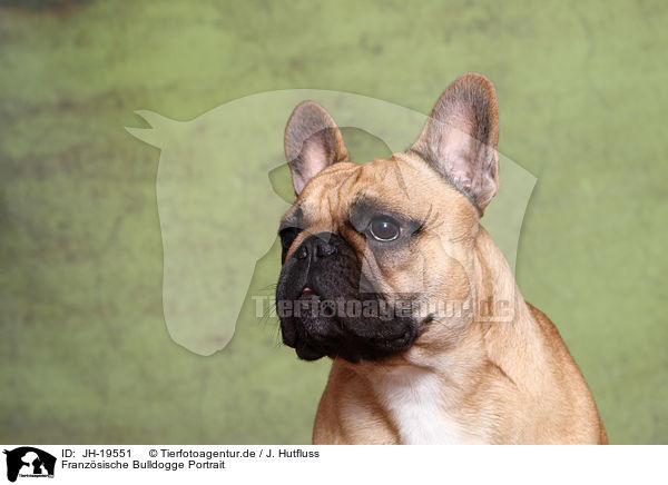Franzsische Bulldogge Portrait / French Bulldog Portrait / JH-19551