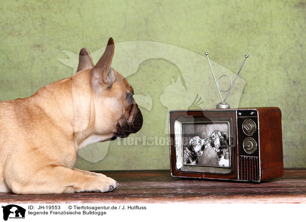 liegende Franzsische Bulldogge / lying French Bulldog / JH-19553