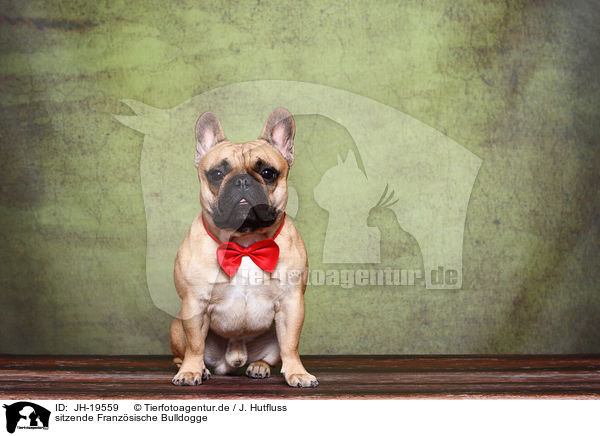 sitzende Franzsische Bulldogge / sitting French Bulldog / JH-19559