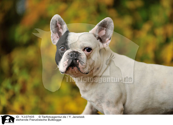 stehende Franzsische Bulldogge / standing French Bulldog / YJ-07405