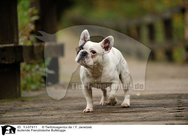 laufende Franzsische Bulldogge / walking French Bulldog / YJ-07411