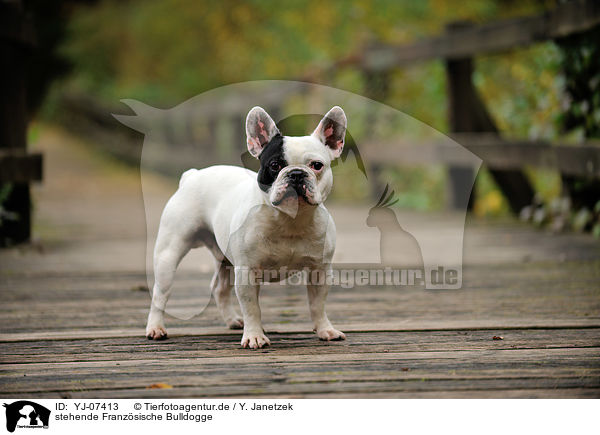 stehende Franzsische Bulldogge / standing French Bulldog / YJ-07413