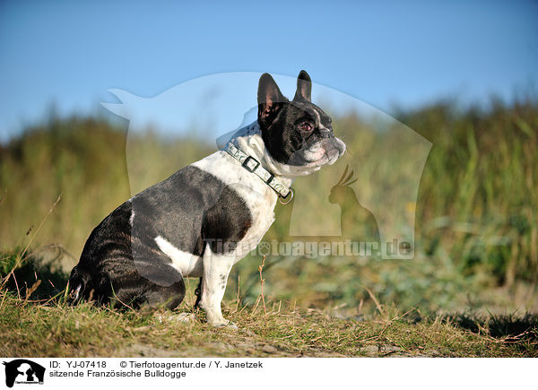 sitzende Franzsische Bulldogge / sitting French Bulldog / YJ-07418