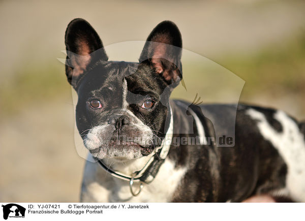 Franzsische Bulldogge Portrait / French Bulldog Portrait / YJ-07421