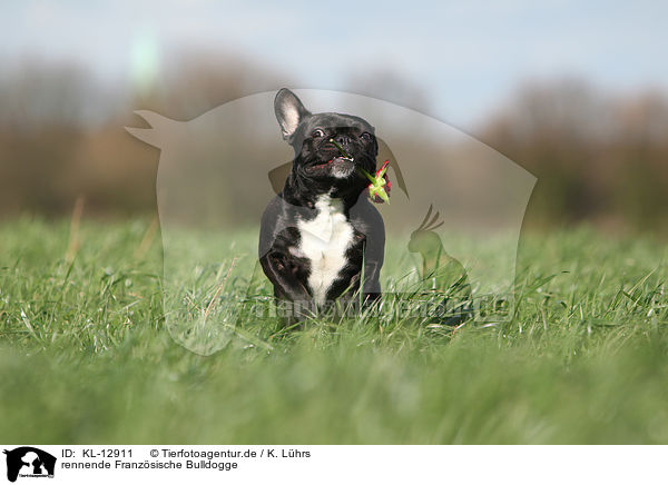 rennende Franzsische Bulldogge / running French Bulldog / KL-12911