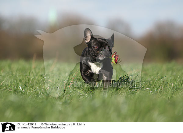 rennende Franzsische Bulldogge / running French Bulldog / KL-12912