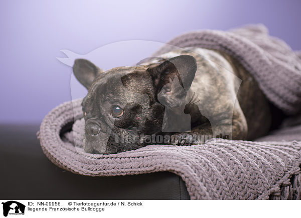 liegende Franzsische Bulldogge / lying French Bulldog / NN-09956