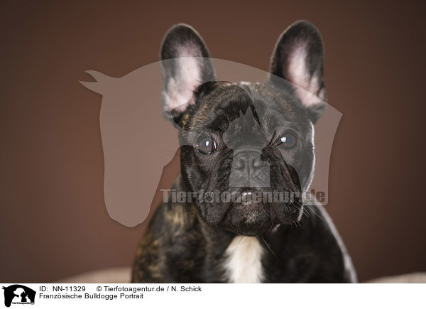 Franzsische Bulldogge Portrait / NN-11329